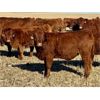 Image 3 : C & M Jensen - 580# Steer Calves - 75 Head (Airdrie, AB)
