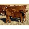 Image 4 : C & M Jensen - 580# Steer Calves - 75 Head (Airdrie, AB)
