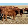 Image 6 : C & M Jensen - 580# Steer Calves - 75 Head (Airdrie, AB)