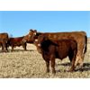 Image 7 : C & M Jensen - 580# Steer Calves - 75 Head (Airdrie, AB)