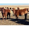 Image 8 : C & M Jensen - 580# Steer Calves - 75 Head (Airdrie, AB)