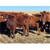 Image 9 : C & M Jensen - 580# Steer Calves - 75 Head (Airdrie, AB)