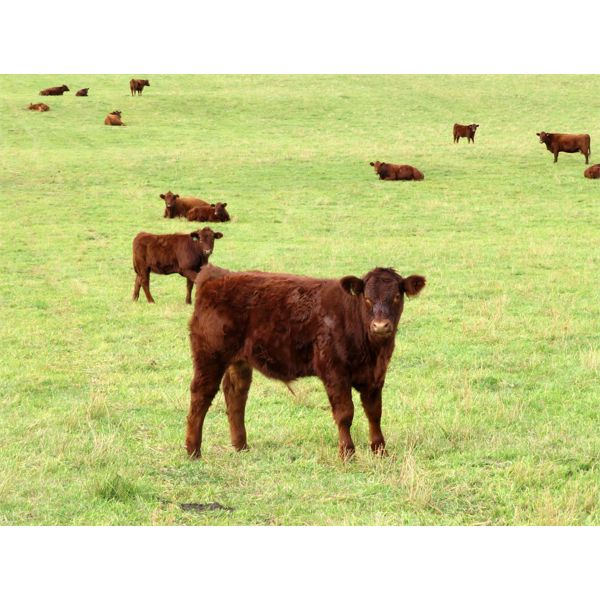 Blue Goose Cattle Co. - 585# Heifer Calves - 100 Head (Pavilion, BC)