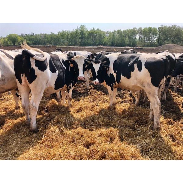 Sunrise Cattle Co. -  1100# Steers - 160 Head (Steinbach, MB)