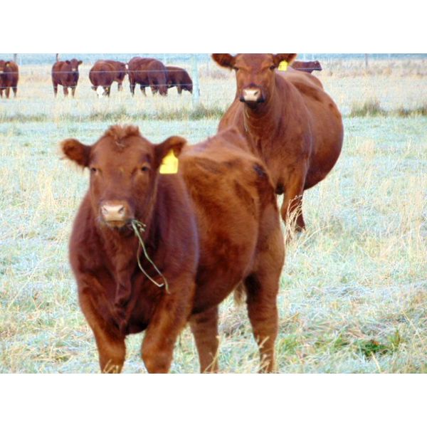 Lonnie Thorson - 700# Steer Calves - 70 Head (Hays, AB)