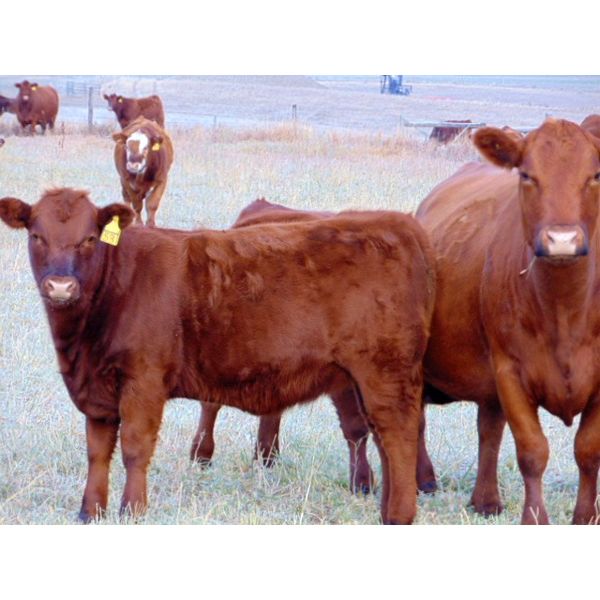 Lonnie Thorson - 620# Heifer Calves - 30 Head (Hays, AB)