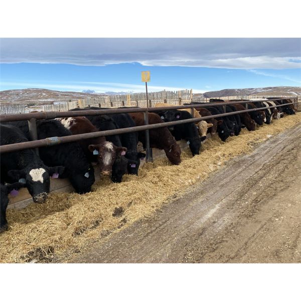 Bear Trap Feeders - 907# Heifers - 169 Head (Nanton, AB)