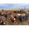 Image 3 : Bear Trap Feeders - 907# Heifers - 169 Head (Nanton, AB)