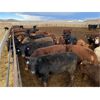 Image 4 : Bear Trap Feeders - 907# Heifers - 169 Head (Nanton, AB)