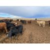 Image 5 : Bear Trap Feeders - 907# Heifers - 169 Head (Nanton, AB)