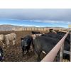 Image 6 : Bear Trap Feeders - 907# Heifers - 169 Head (Nanton, AB)