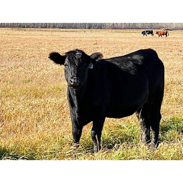 Ron & Brenda Jonsson - 925# Heifers - 65 Head (Steep Rock, MB)