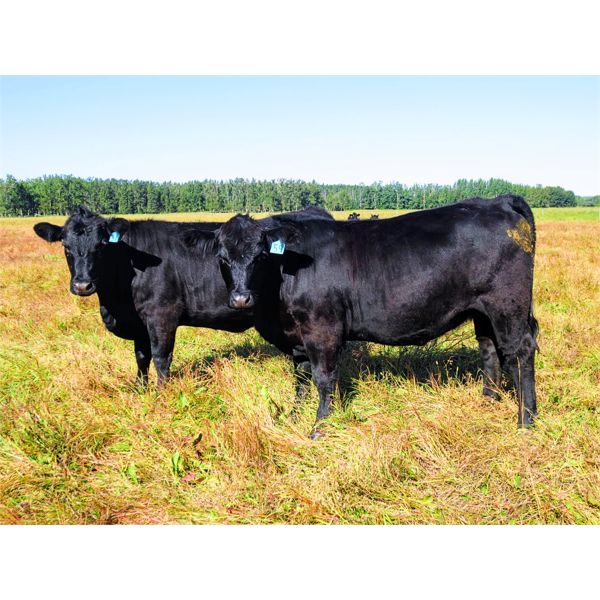 Cornerglen Ranching - 1050# Heifers - 43 Head (Ponoka, AB)