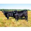 Image 1 : Cornerglen Ranching - 1050# Heifers - 43 Head (Ponoka, AB)