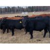 Image 2 : Pembina Ranching - 1060# Steers - 60 Head (Drayton Valley, AB)