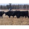 Image 3 : Pembina Ranching - 1060# Steers - 60 Head (Drayton Valley, AB)