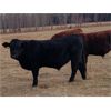 Image 4 : Pembina Ranching - 1060# Steers - 60 Head (Drayton Valley, AB)