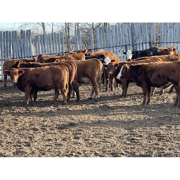 Sharko Land & Cattle - 950# Steers - 65 Head (Carrot River, SK)