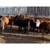 Image 4 : Sharko Land & Cattle - 950# Steers - 65 Head (Carrot River, SK)
