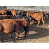 Image 6 : Sharko Land & Cattle - 950# Steers - 65 Head (Carrot River, SK)