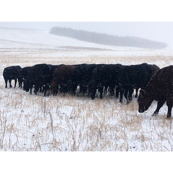 Turtleview Livestock - 830# Heifers - 73 Head (Goodlands, MB)