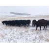 Image 2 : Turtleview Livestock - 830# Heifers - 73 Head (Goodlands, MB)