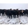 Image 3 : Turtleview Livestock - 830# Heifers - 73 Head (Goodlands, MB)