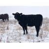 Image 4 : Turtleview Livestock - 830# Heifers - 73 Head (Goodlands, MB)