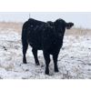 Image 5 : Turtleview Livestock - 830# Heifers - 73 Head (Goodlands, MB)