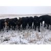 Image 6 : Turtleview Livestock - 830# Heifers - 73 Head (Goodlands, MB)