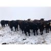 Image 7 : Turtleview Livestock - 830# Heifers - 73 Head (Goodlands, MB)