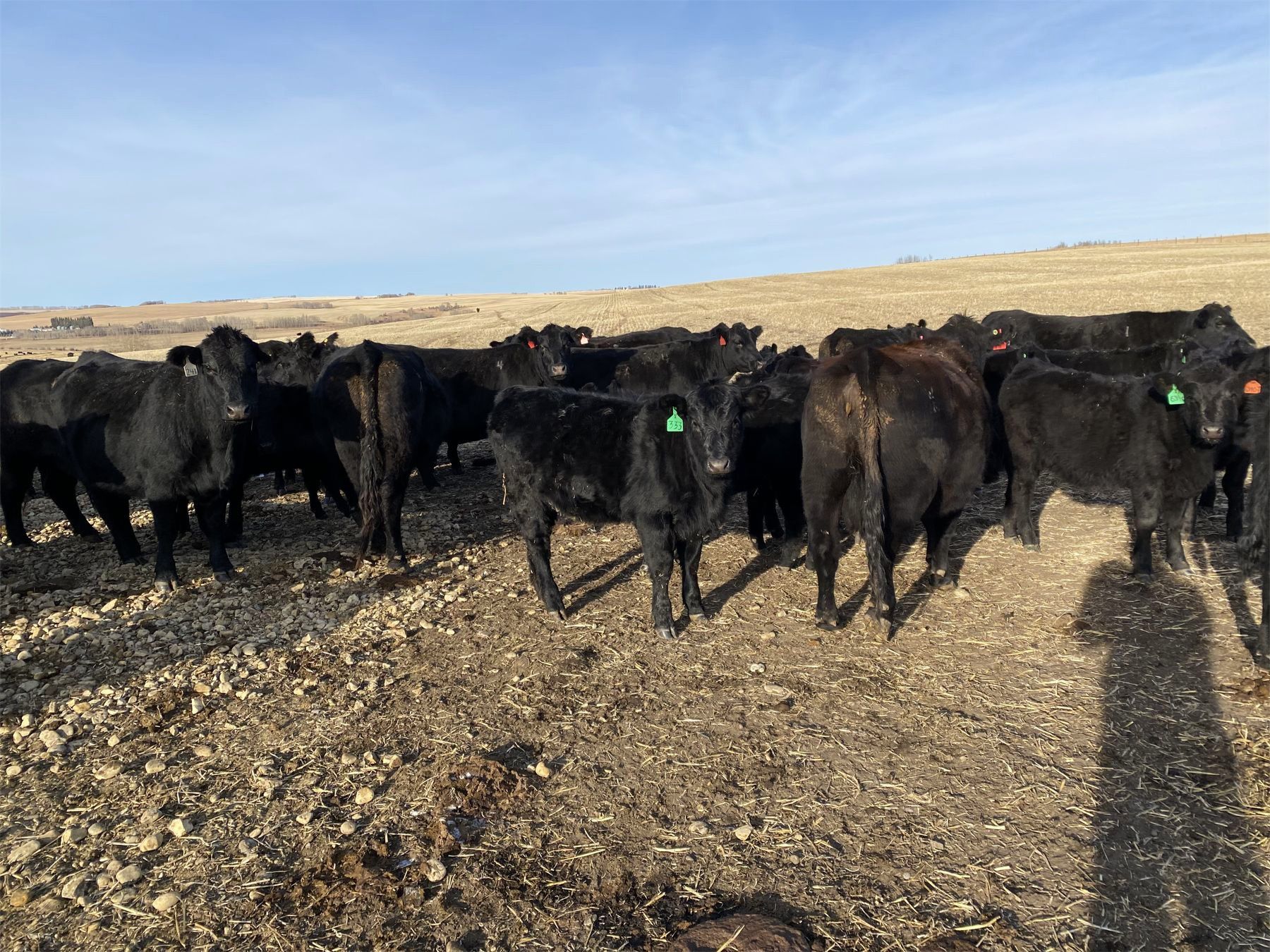 Wa Ranches WA Ranches (University of Calgary) - 580# Heifer Calves - 100 Head ...
