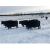 Image 2 : BN Ranch - 45 Black Simm-Angus Bred Cows (Boyle, AB)