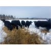 Image 3 : BN Ranch - 45 Black Simm-Angus Bred Cows (Boyle, AB)