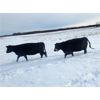 Image 4 : BN Ranch - 45 Black Simm-Angus Bred Cows (Boyle, AB)