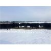 Image 5 : BN Ranch - 45 Black Simm-Angus Bred Cows (Boyle, AB)