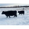 Image 6 : BN Ranch - 45 Black Simm-Angus Bred Cows (Boyle, AB)