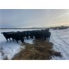 Image 7 : BN Ranch - 45 Black Simm-Angus Bred Cows (Boyle, AB)