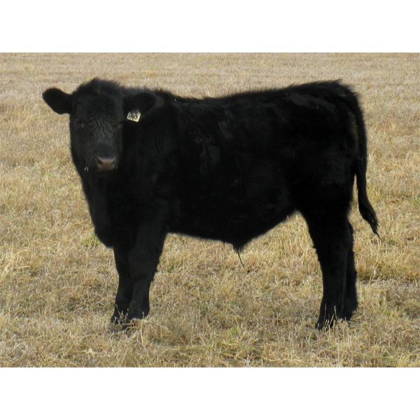 Coal Creek Ranching - 575# Steer Calves - 110 Head (Brooks, AB) 