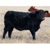 Image 3 : Coal Creek Ranching - 575# Steer Calves - 110 Head (Brooks, AB) 