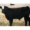 Image 4 : Coal Creek Ranching - 575# Steer Calves - 110 Head (Brooks, AB) 