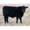 Image 5 : Coal Creek Ranching - 575# Steer Calves - 110 Head (Brooks, AB) 
