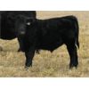 Image 6 : Coal Creek Ranching - 575# Steer Calves - 110 Head (Brooks, AB) 