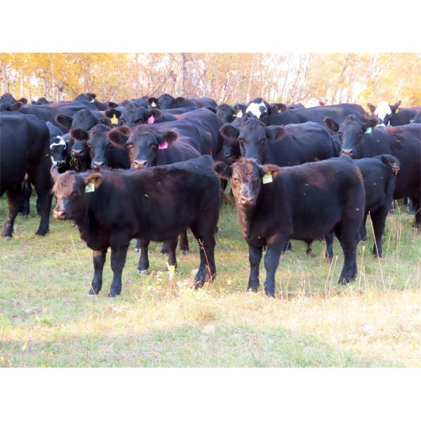 Steve & Perry Sawchuk - 600# Steer Calves - 87 Head (Churchbridge, SK)
