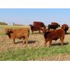 Image 2 : Steve & Perry Sawchuk - 600# Steer Calves - 87 Head (Churchbridge, SK)