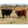 Image 3 : Steve & Perry Sawchuk - 600# Steer Calves - 87 Head (Churchbridge, SK)