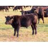 Image 6 : Steve & Perry Sawchuk - 600# Steer Calves - 87 Head (Churchbridge, SK)