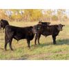 Image 7 : Steve & Perry Sawchuk - 600# Steer Calves - 87 Head (Churchbridge, SK)