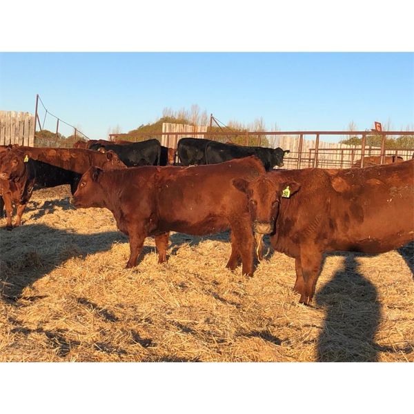 Vandeligt Farms - 27 Red Angus X Bred Heifers (Jarvie, AB)