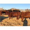 Image 1 : Vandeligt Farms - 27 Red Angus X Bred Heifers (Jarvie, AB)